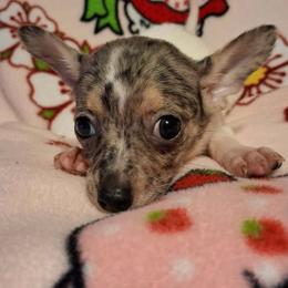 IRIS - Blue merle female Chihuahua puppy in Bell, Florida from BellCrist Aussies
