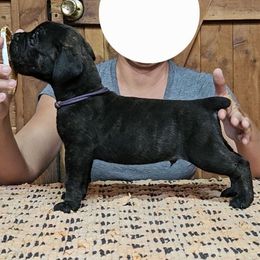 Purple Collar - Brindle male Boerboel puppy in Pattison, Texas from Sure Bet Kennels