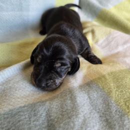 Brindle - Brindle male Dachshund puppy in Great Falls, Montana from Green Dragon Kennel