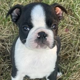 Boston Terrier Puppies from Blue Chick's Farm