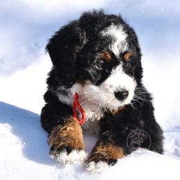 Red girl - Tri-color female Bernedoodle puppy in Waukesha, Wisconsin from Bernedoodle Boutique (and Cavapoos)