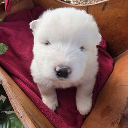 Boy 1 - White male Samoyed puppy in Broomfield, Colorado from Klondike Snow Samoyeds