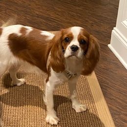 Cupcake - Cavalier King Charles Spaniel