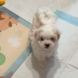 Spring's Blooming Madeline MFK AKA Maddy - White female Maltese puppy in Calhan, Colorado from Millennium Falcon Kennels