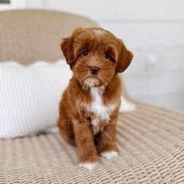 Graham - Red  male Goldendoodle puppy in Syracuse, Indiana from The Doodle Cove