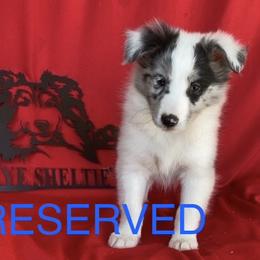Left Blue Eye - Blue merle and white male Shetland Sheepdog puppy in Dayton, Ohio from Buckeye Shelties