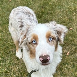 Jack - Red merle male Australian Shepherd puppy in Terrebonne, Oregon from Storybrooke Australian Shepherds