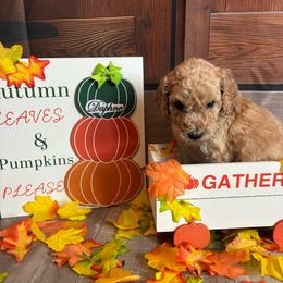 Daphne - Apricot female Poodle puppy in Fountain, Florida from Silva Royale Standard Poodles