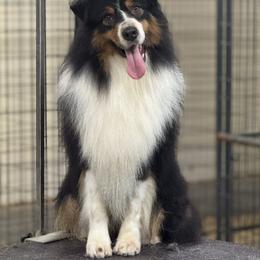 Benson - Australian Shepherd