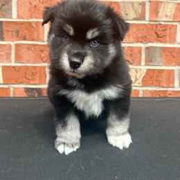 Luigi - Black and white male Pomsky puppy in Henderson, Kentucky from Paris Pomskies