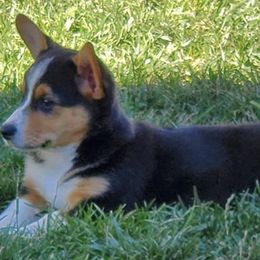 American Corgis and Pembroke Welsh Corgis from L2H Colorful Corgi's