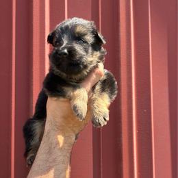 Wrangler (dark blue collar) - Black and red male German Shepherd puppy in Union City, Ohio from God’s Gifts German Shepherds