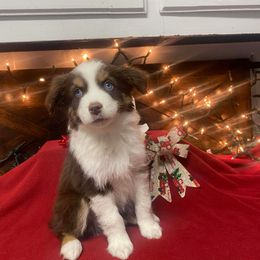 Birch - Red & white male Miniature Australian Shepherd puppy in Oroville, Washington from High Mountain Aussies