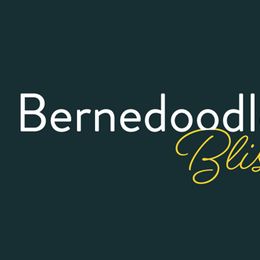 Bernedoodle Puppies from Bernedoodle Bliss