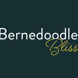 Bernedoodle Puppies from Bernedoodle Bliss