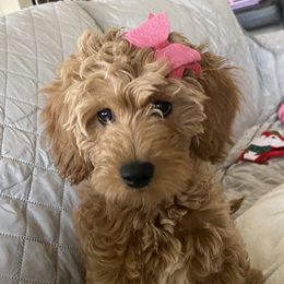 Goldendoodle Puppies from Patton Doodles