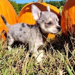 Chihuahuas from Grand Puppies