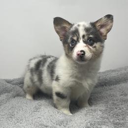 American Corgis and Pembroke Welsh Corgis from The Comma Corgis