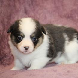 Black Tri Mismarked - Black and tan female American Corgi puppy in Clovis, New Mexico from Sweet & Salty Cowdogs