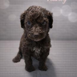 Nancy Wheeler - Chocolate merle female Bernedoodle puppy in Bennett, Colorado from Darling Paws, LLC