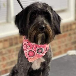 Ember - Aussiedoodle