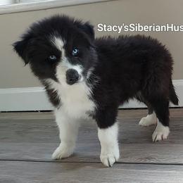 Parker - Black and white male Siberian Husky puppy in Savannah, Georgia from Stacy's Siberian Huskies