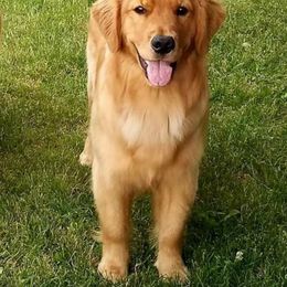 Stevie - Golden Retriever