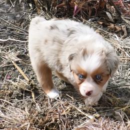 Red Merle, Blue Eyes, Female One - Red merle female Miniature Australian Shepherd puppy in Parma, Idaho from Arena Valley Acres