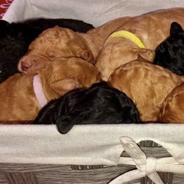 Goldendoodle and Labradoodle Puppies from West Valley Doodles