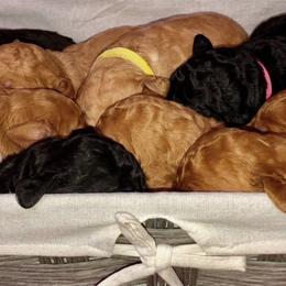 Goldendoodle and Labradoodle Puppies from West Valley Doodles