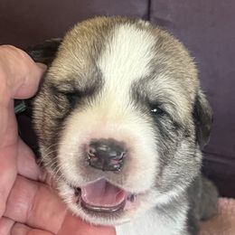 Anatolian Shepherd Dogs from HCW Anatolians
