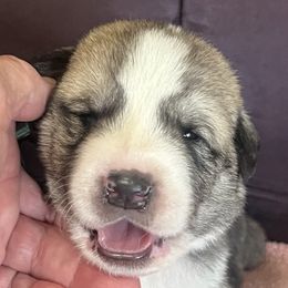 Anatolian Shepherd Dogs from HCW Anatolians