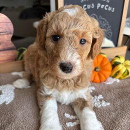 Gray collar male - Apricot male Goldendoodle puppy in Christiana, Tennessee from Rechlicz Family Doodles