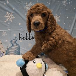 Poodle Puppies from Dakliff Standard Poodles