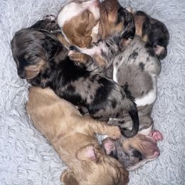 Dachshund puppies from Rwennies951
