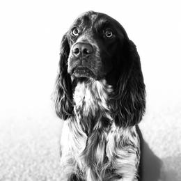 June - English Springer Spaniel