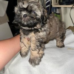 Napoleon - Gold and white male Shih Tzu puppy in Madera Acres, California from California Shih Tzu’s