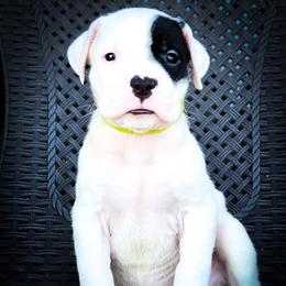 Girl 1 Grace O'Malley - White female Dogo Argentino puppy in San Diego, California from Debonair Dogos