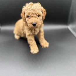 Orange collar - Red  male Poodle puppy in Fredericktown, Missouri from Ellie & Co. Doodles