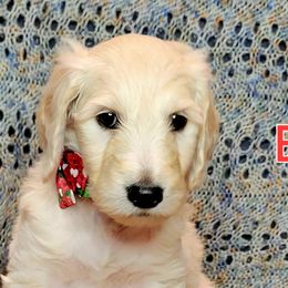 Goldendoodle Puppies from Sancass'd Goldendoodles