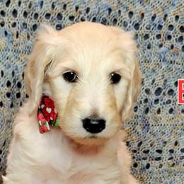 Goldendoodle Puppies from Sancass'd Goldendoodles