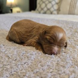 Chance - Red male Cavapoo puppy in Floyd, Virginia from Hearts and Paws Poodles and Doodles