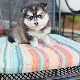 Pretty - Black and white female Pomsky puppy in Yavapai County, Arizona from Pawsh Pomskies