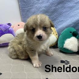 Shelden - Sable male Pembroke Welsh Corgi puppy in Apison, Tennessee from Ashmore Corgis