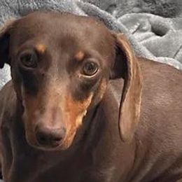 Moon Pie - Dachshund