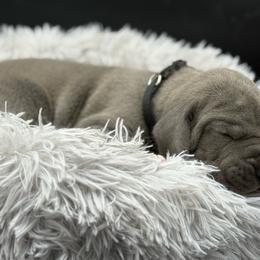 Sebastian - Blue male Great Dane puppy in Grand Junction, Colorado from Top Brackett Danes