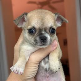 Beverly Hills - Fawn female Chihuahua puppy in Spring Hill, Florida from Stardom Chihuahuas & CKCS