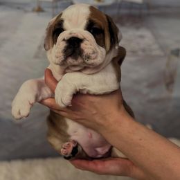 Bulldog Puppies from Sweet Rolls