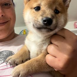 Nanami - Seven seas mauve collar - Red female Shiba Inu puppy in Lehigh Acres, Florida from SWFL Happy Dogs