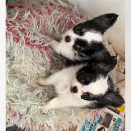 Namaari boy one - Black and white male Chihuahua puppy in Haines City, Florida from Camic Cockapoos
